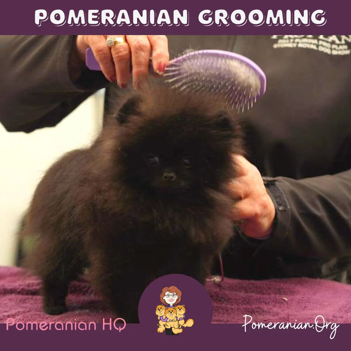 Pomeranian Grooming