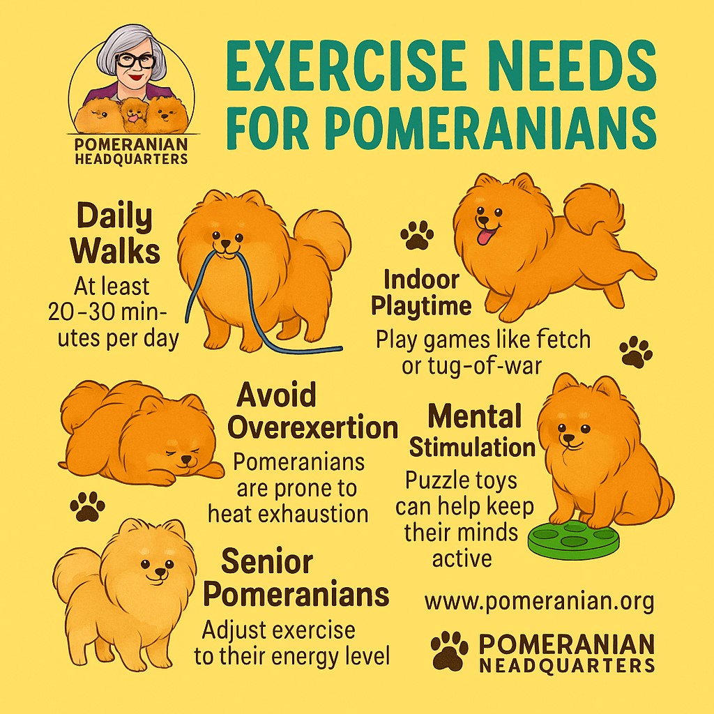 Pomeranian Exercise