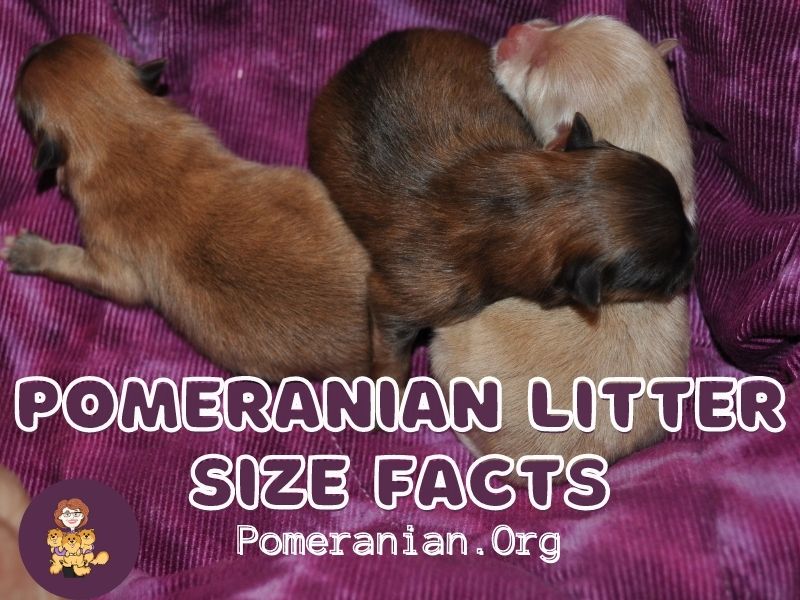 Pomeranian Litter Size Facts Explained