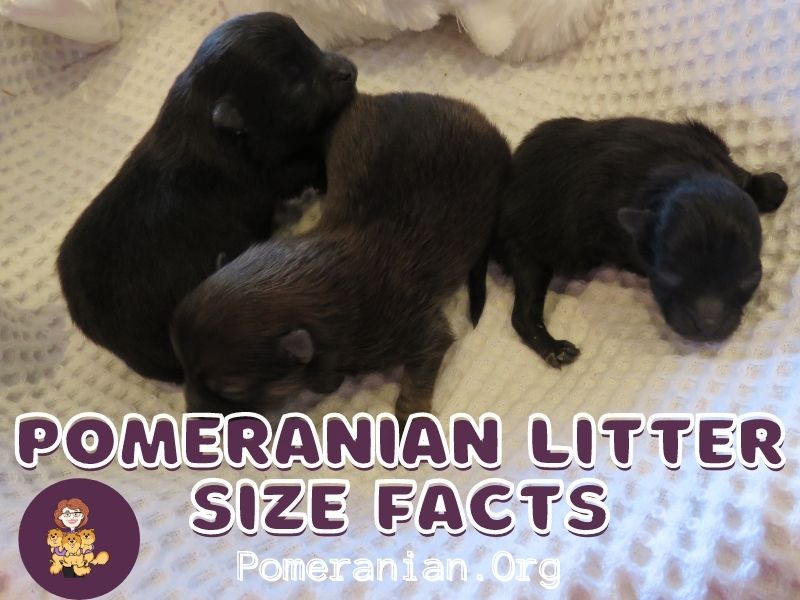 how many litters can a pomeranian have in a year