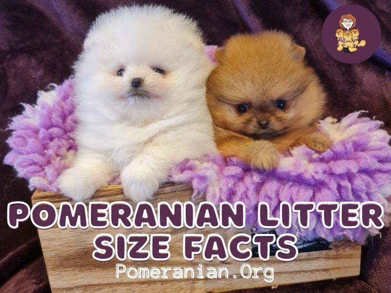 how many litters can a pomeranian have in a year