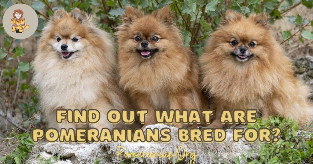 What Are Pomeranians Bred For