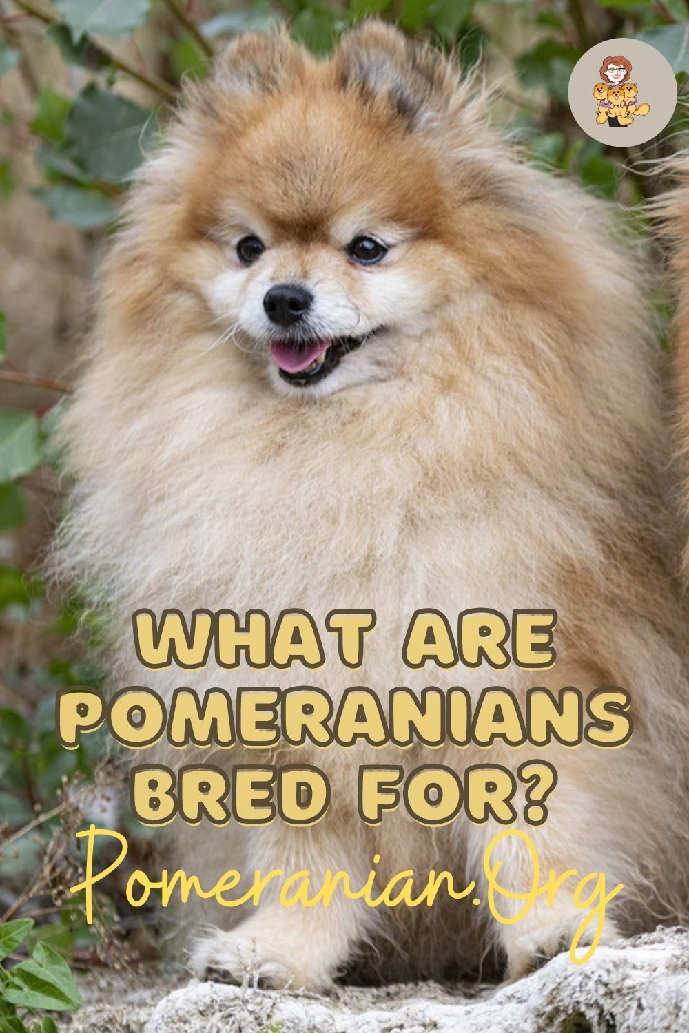Find Out What Were Pomeranians Bred For?