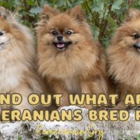What Are Pomeranians Bred For