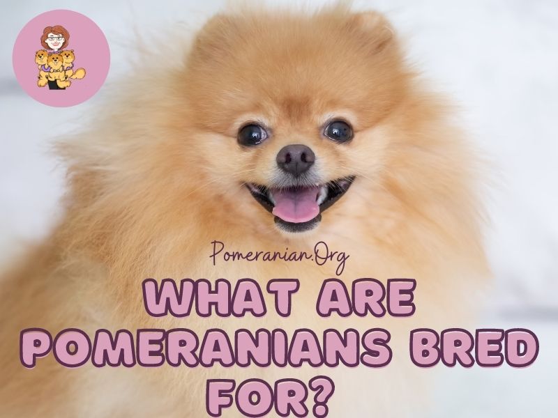 What Are Pomeranians Bred For?