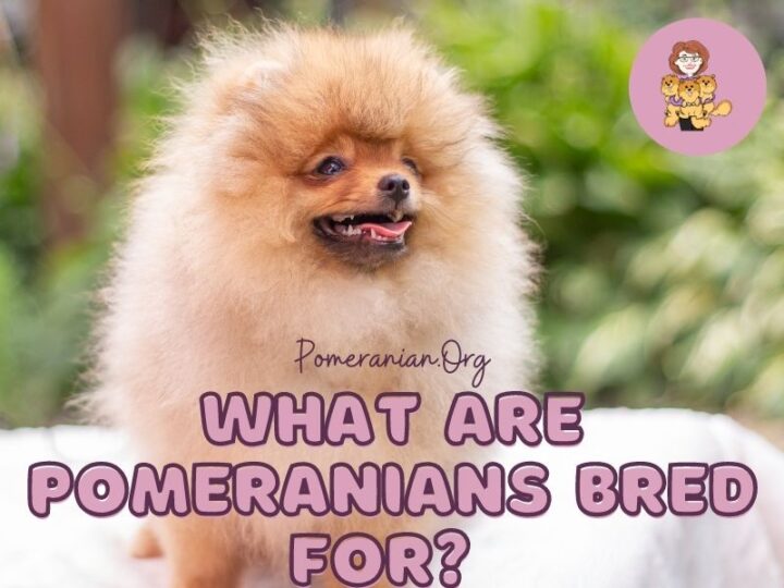 Find Out What Were Pomeranians Bred For?