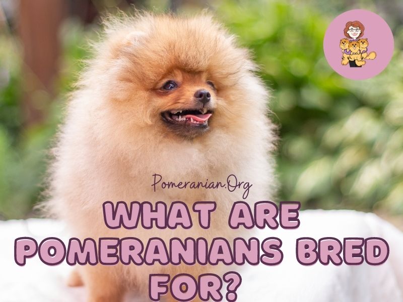 Find Out What Are Pomeranians Bred For?