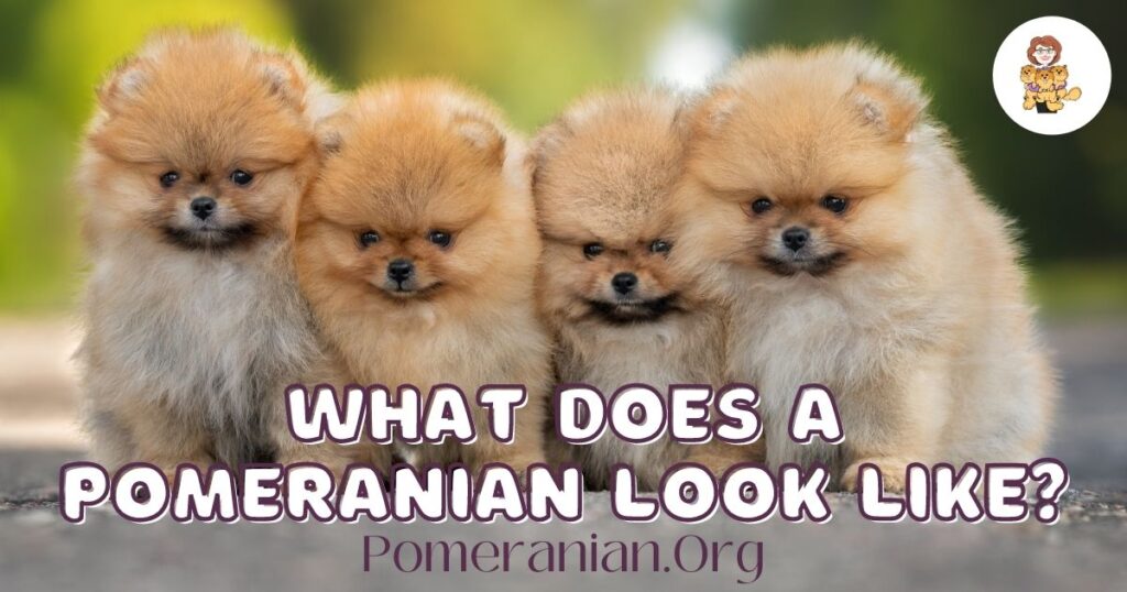 What Does a Pomeranian Look Like?