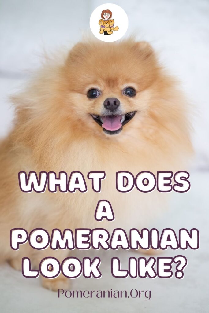 What Does a Pomeranian Look Like?