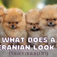What Does a Pomeranian Look Like?