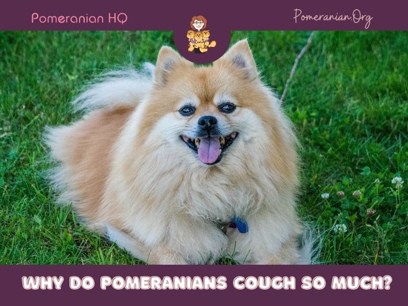 Why Do Pomeranians Cough So Much?