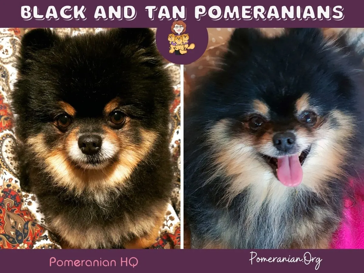 Black and Tan Pomeranians