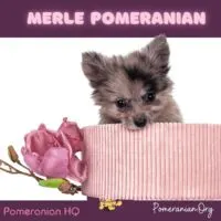 Merle Pomeranian Puppy