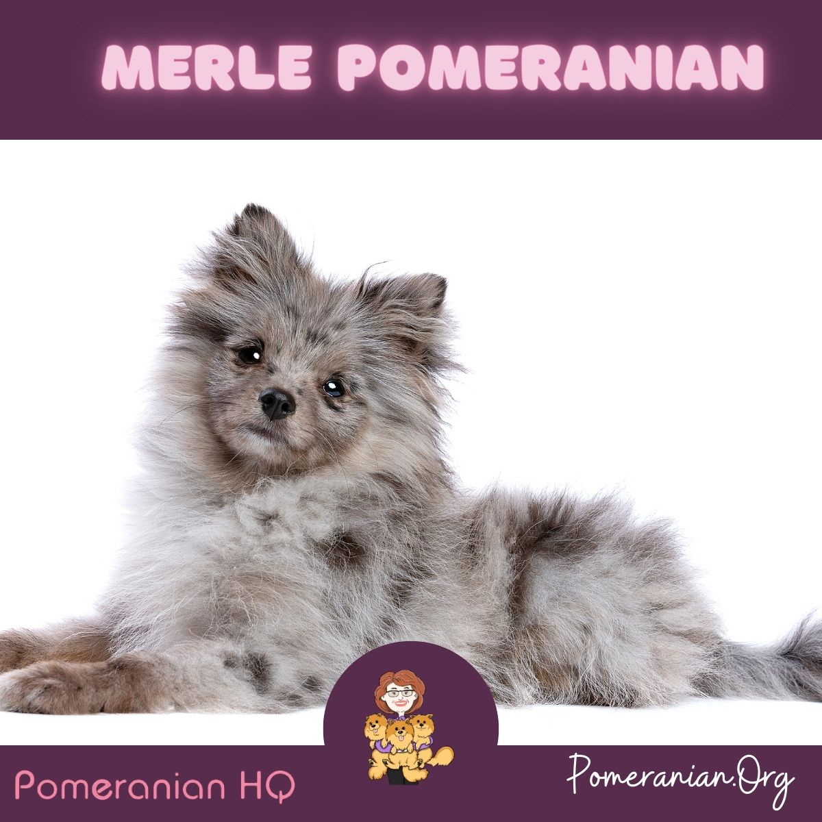 Pomeranian chocolate hot sale merle