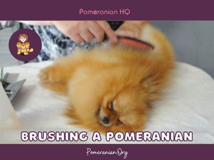 How To Brush A Pomeranian Complete Instructions And Photos
