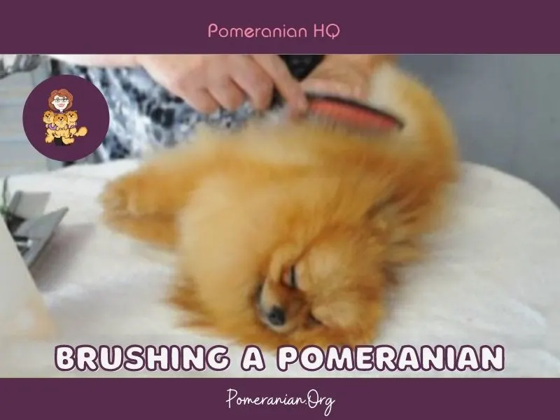 Brushing a pomeranian