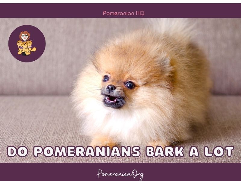 Teacup pomeranian sale barking