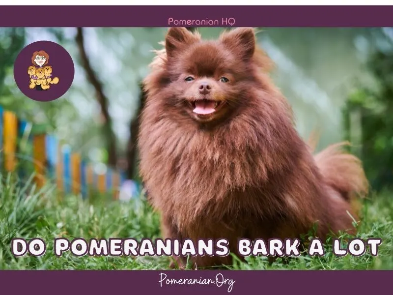 Do Pomeranians Bark A Lot?