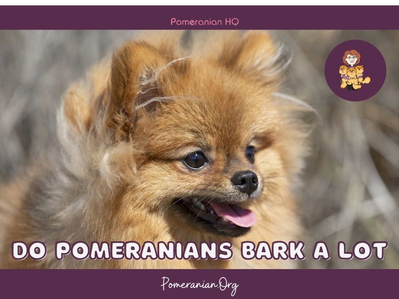 do teacup pomeranians bark a lot