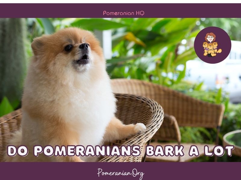 How to get my store pomeranian to stop barking