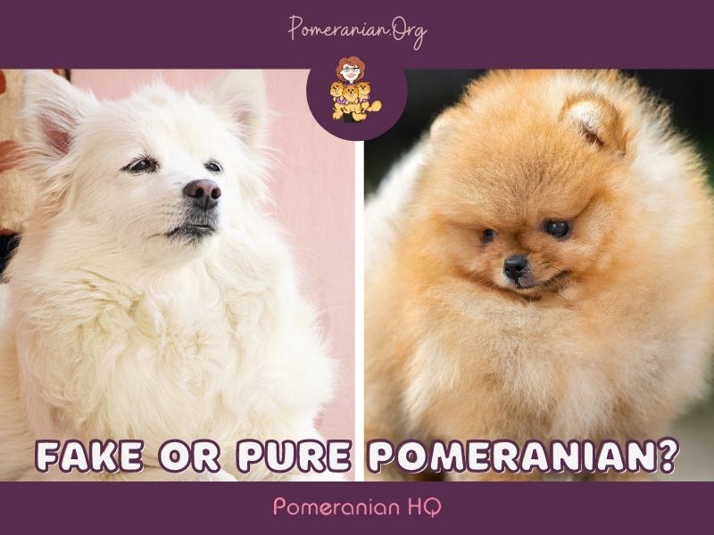 Fake or Pure Pomeranian