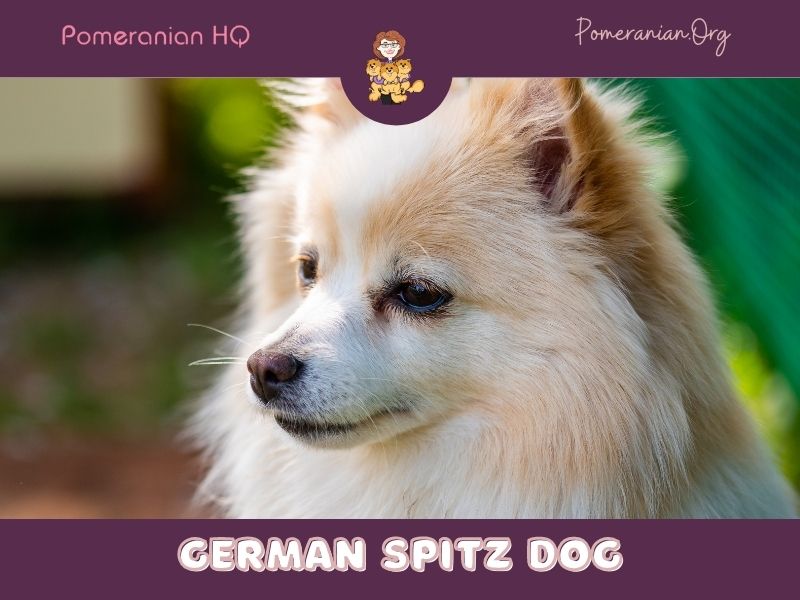 German Spitz