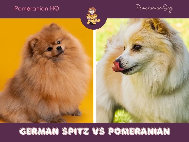 German Spitz vs Pomeranian Differences