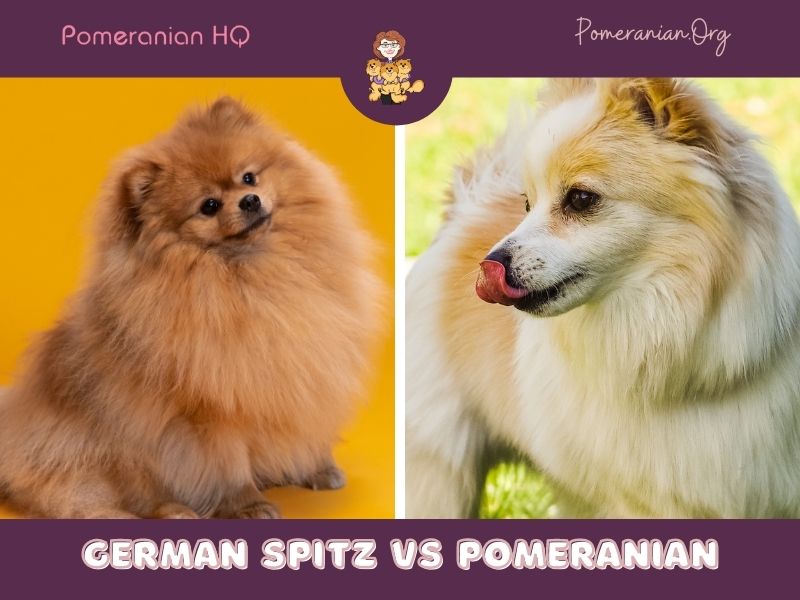 German spitz pomeranian store mix