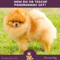 How Big Do Teacup Pomeranians Get?