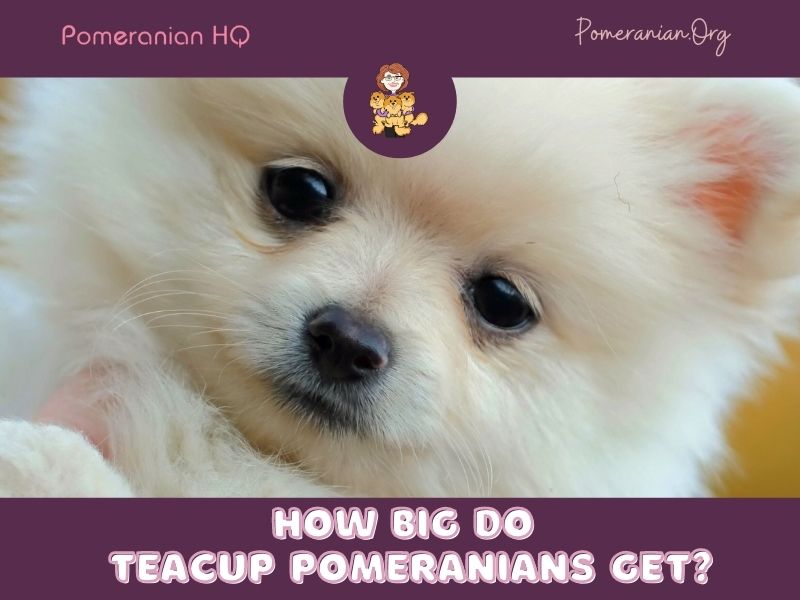 What size is a teacup Pomeranian?