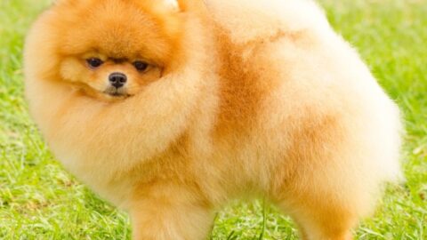 How Big Do Teacup Pomeranians Get?