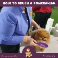 How To Brush A Pomeranian