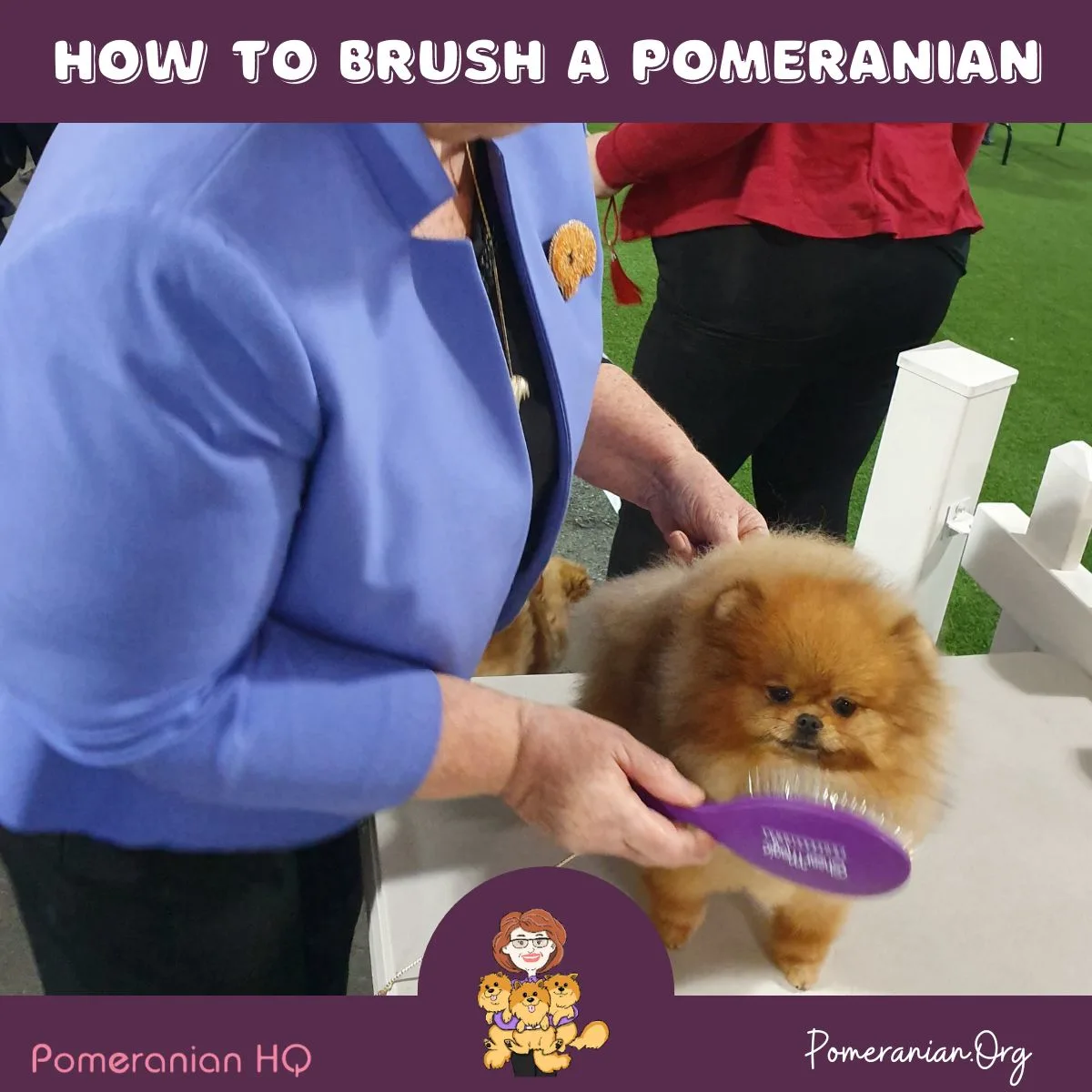How To Brush A Pomeranian