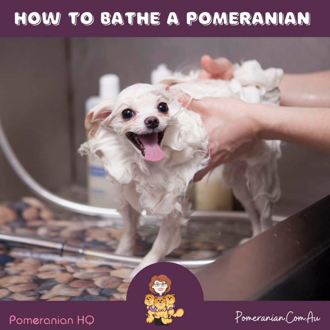 How to Bathe a Pomeranian Essential Tips for Owners