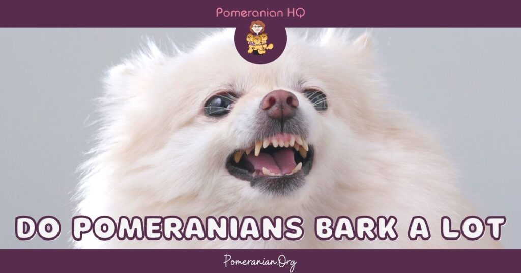 do teacup pomeranians bark a lot