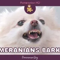 Pomeranian Barking