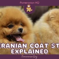 Pomeranian Coat Stages Explained