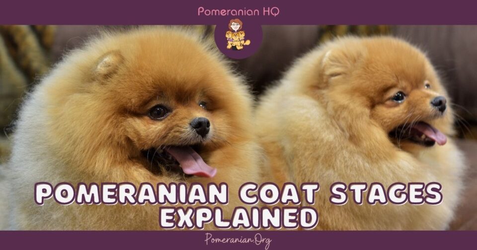 What Are the Different Pomeranian Coat Stages?