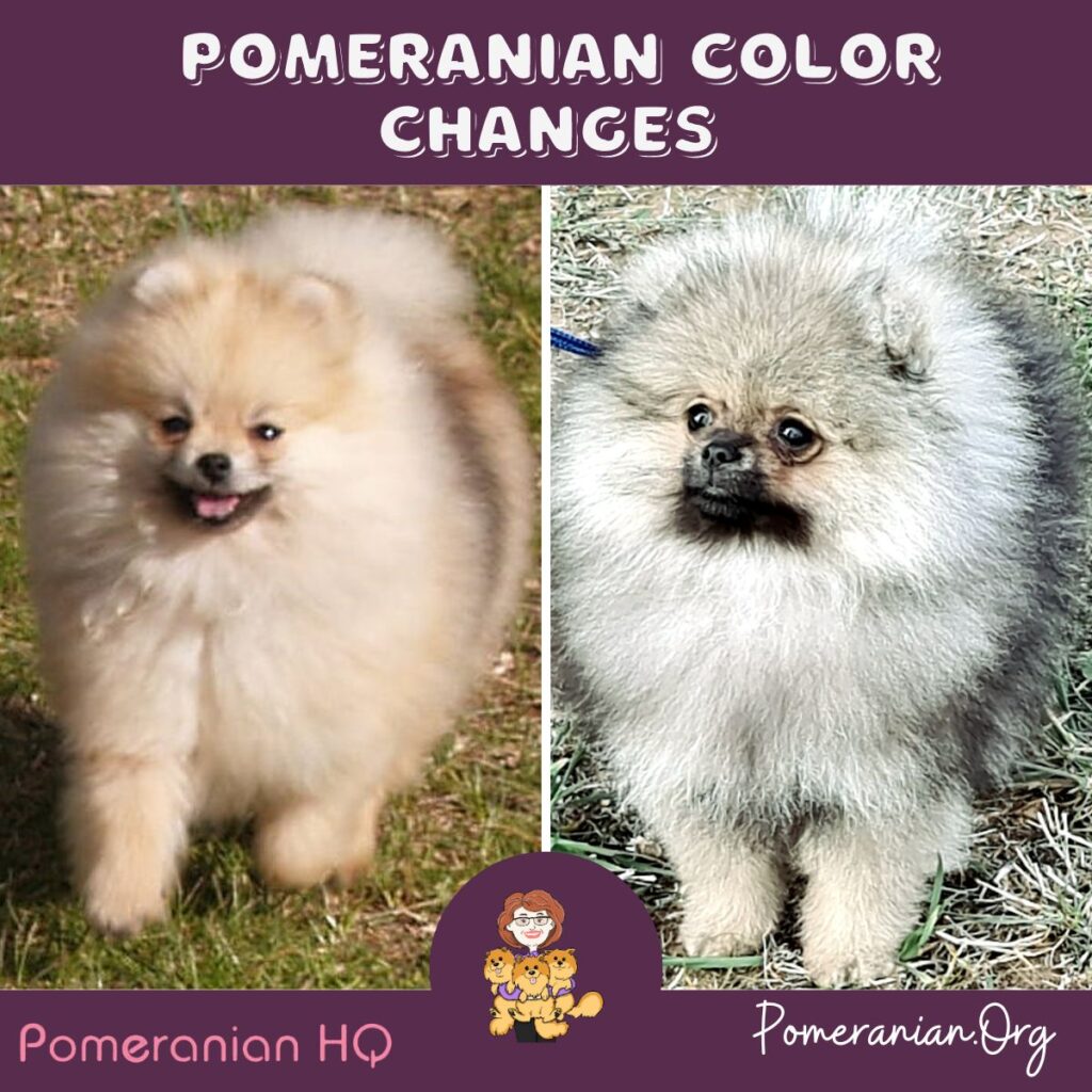 Pomeranian Color Changes from Birth to Maturity