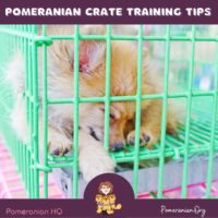 Pomeranian Crate Training Tips