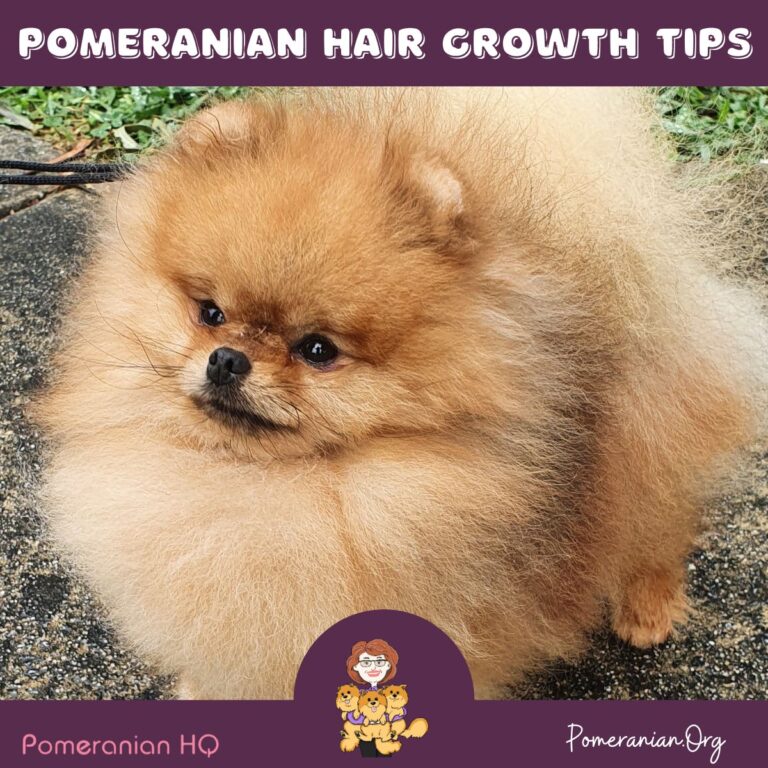 Pomeranian Facts and Information. #1 Pomeranian Blog