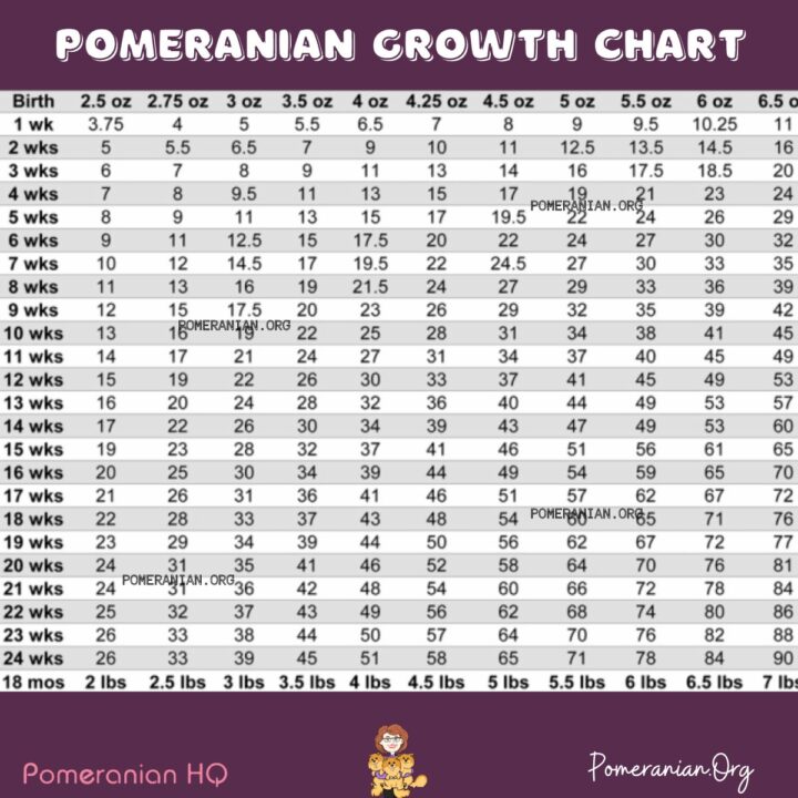 When Do Pomeranians Stop Growing When Do Pomeranians Reach Pawsome