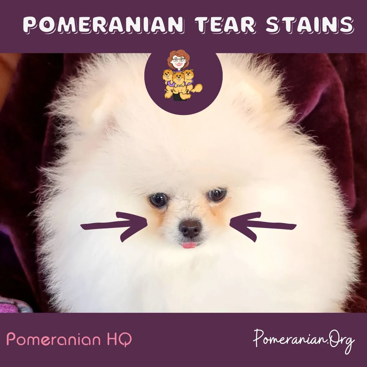 Dyed Pomeranian Tail