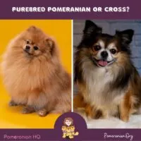 Purebred Pomeranian Or Not?