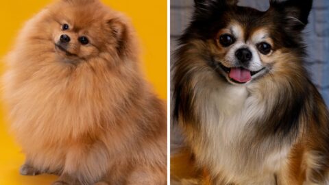 How To Know If Your Dog is a Purebred Pomeranian: Pedigree Papers and DNA Testing