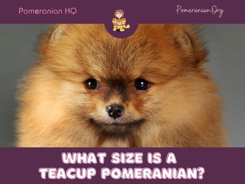 What size is a teacup Pomeranian?