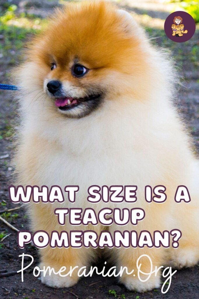 What size is a teacup Pomeranian?