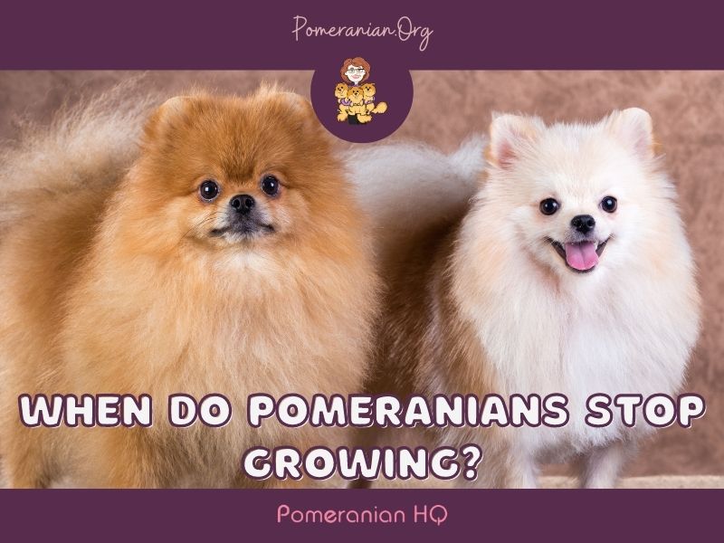 When Do Pomeranians Stop Growing?