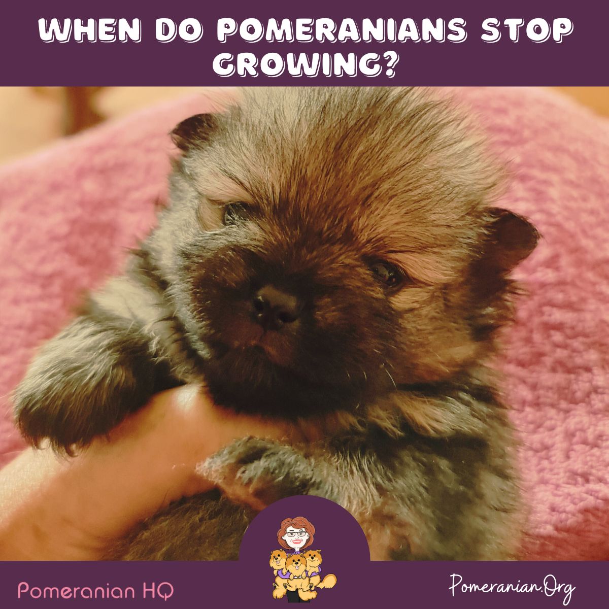 When Do Pomeranians Stop Growing