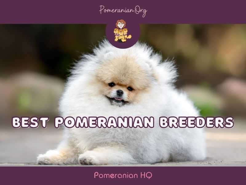 Dee dee hot sale pomeranians